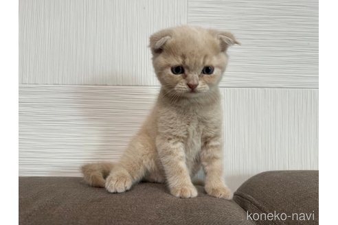 成約済の茨城県のスコティッシュフォールド(折れ耳)-95968の5枚目